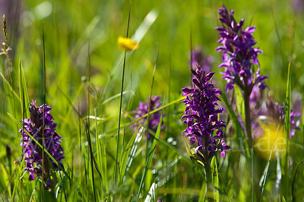 Breitblättrige Kuckucksblume (Dactylorhiza majalis)