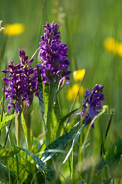 Breitblättrige Kuckucksblume (Dactylorhiza majalis)