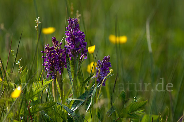 Breitblättrige Kuckucksblume (Dactylorhiza majalis)