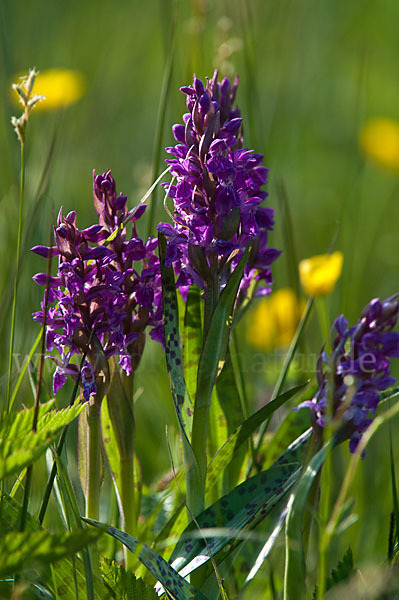 Breitblättrige Kuckucksblume (Dactylorhiza majalis)