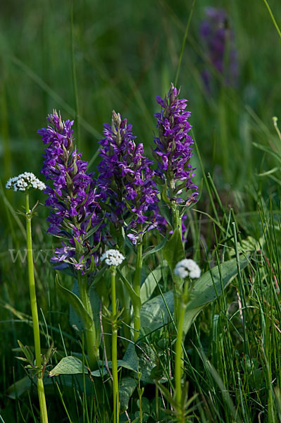 Breitblättrige Kuckucksblume (Dactylorhiza majalis)