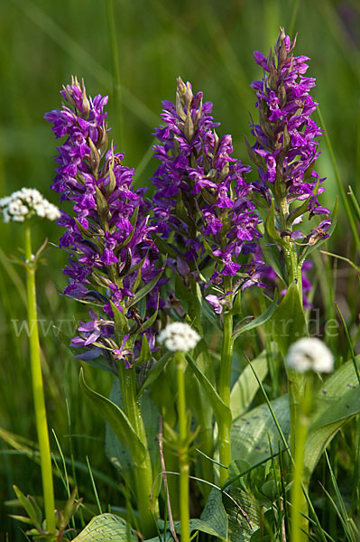 Breitblättrige Kuckucksblume (Dactylorhiza majalis)