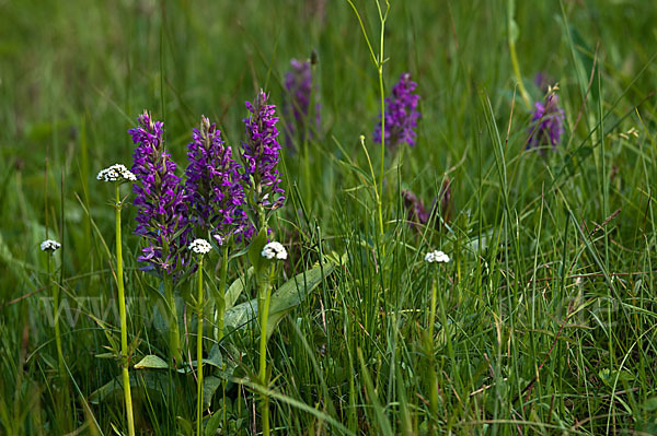 Breitblättrige Kuckucksblume (Dactylorhiza majalis)