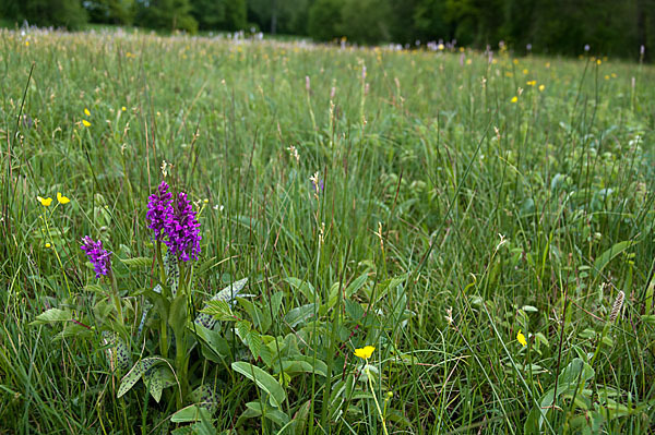 Breitblättrige Kuckucksblume (Dactylorhiza majalis)