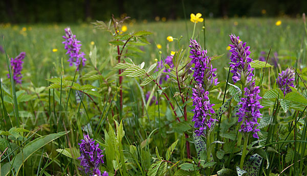 Breitblättrige Kuckucksblume (Dactylorhiza majalis)