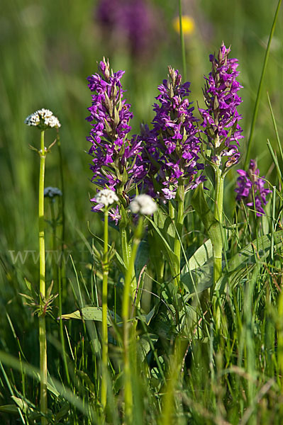 Breitblättrige Kuckucksblume (Dactylorhiza majalis)