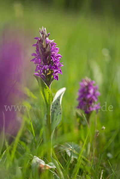 Breitblättrige Kuckucksblume (Dactylorhiza majalis)