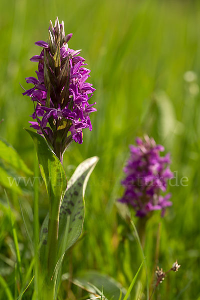 Breitblättrige Kuckucksblume (Dactylorhiza majalis)