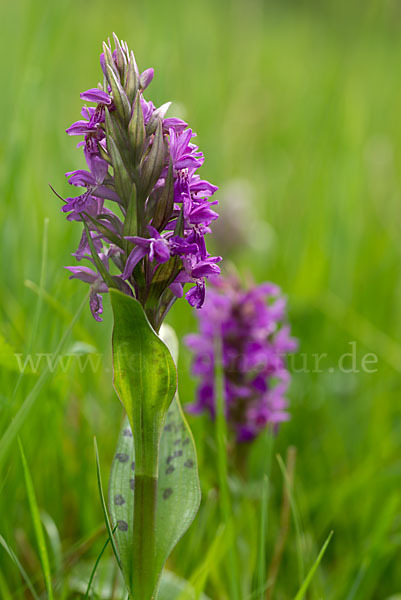 Breitblättrige Kuckucksblume (Dactylorhiza majalis)