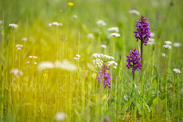 Breitblättrige Kuckucksblume (Dactylorhiza majalis)