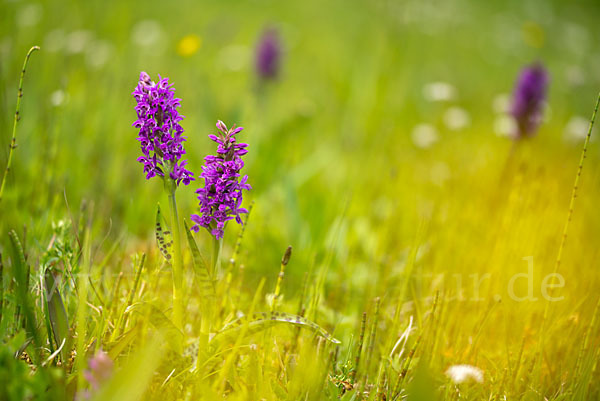 Breitblättrige Kuckucksblume (Dactylorhiza majalis)