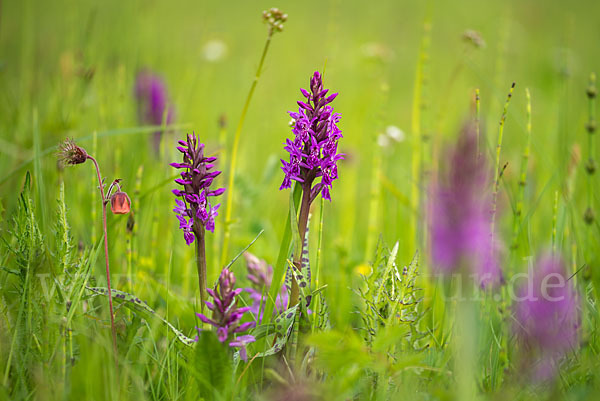 Breitblättrige Kuckucksblume (Dactylorhiza majalis)