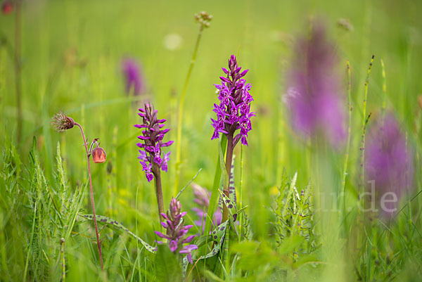 Breitblättrige Kuckucksblume (Dactylorhiza majalis)