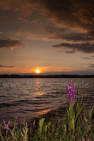 Breitblättrige Kuckucksblume (Dactylorhiza majalis)