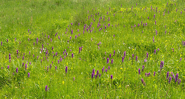 Breitblättrige Kuckucksblume (Dactylorhiza majalis)
