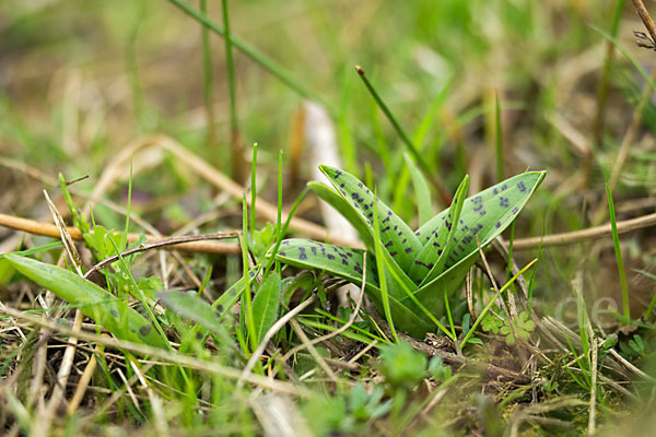 Breitblättrige Kuckucksblume (Dactylorhiza majalis)