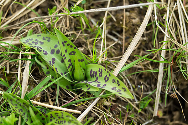 Breitblättrige Kuckucksblume (Dactylorhiza majalis)