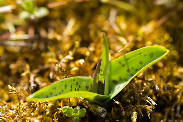 Breitblättrige Kuckucksblume (Dactylorhiza majalis)