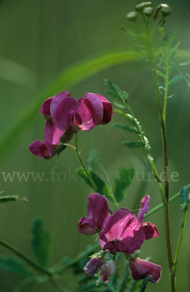 Breitblättrige Platterbse (Lathyrus latifolius)