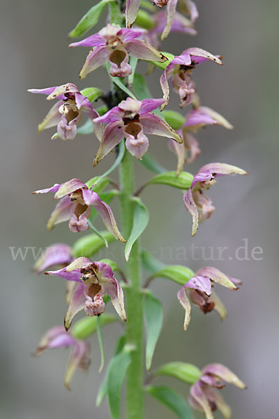 Breitblättrige Sitter (Epipactis helleborine)