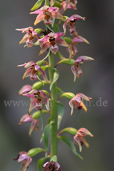 Breitblättrige Sitter (Epipactis helleborine)