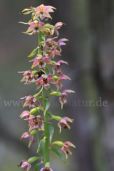 Breitblättrige Sitter (Epipactis helleborine)