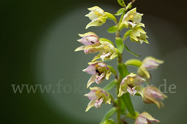 Breitblättrige Sitter (Epipactis helleborine)