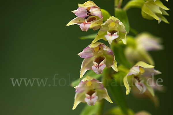 Breitblättrige Sitter (Epipactis helleborine)