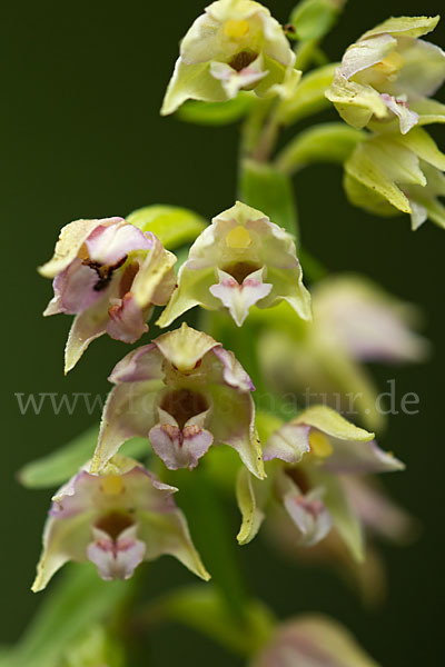 Breitblättrige Sitter (Epipactis helleborine)