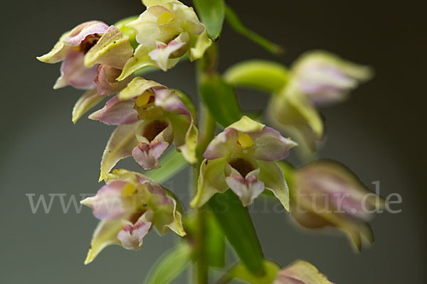 Breitblättrige Sitter (Epipactis helleborine)