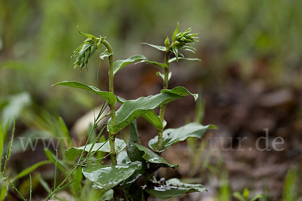 Breitblättrige Sitter sspec. (Epipactis helleborine sspec. Tremolsii)