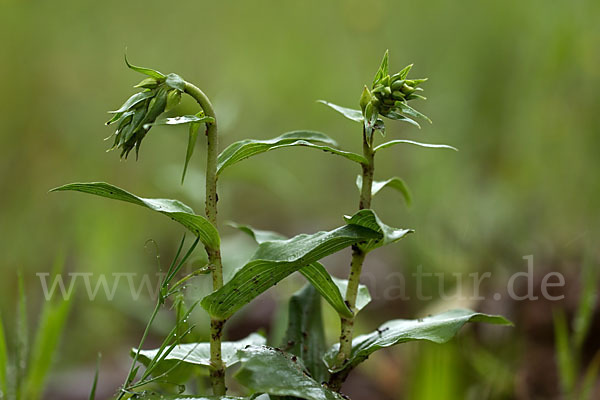 Breitblättrige Sitter sspec. (Epipactis helleborine sspec. Tremolsii)