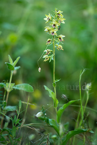 Breitblättrige Sitter sspec. (Epipactis helleborine sspec. Tremolsii)