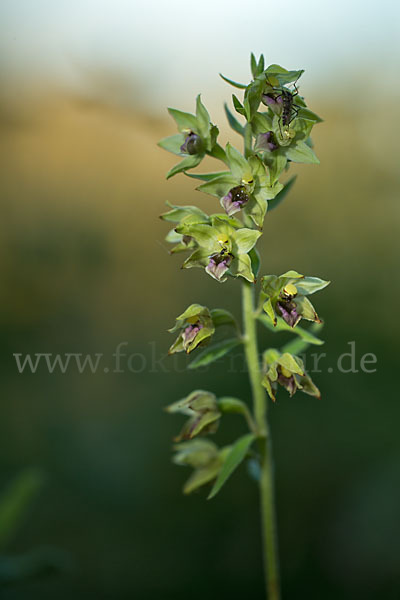 Breitblättrige Sitter sspec. (Epipactis helleborine sspec. Tremolsii)