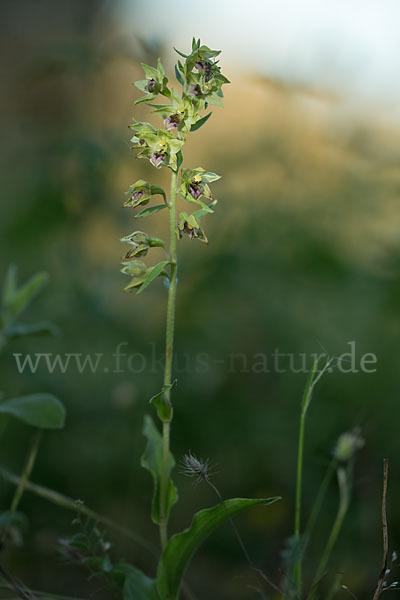 Breitblättrige Sitter sspec. (Epipactis helleborine sspec. Tremolsii)