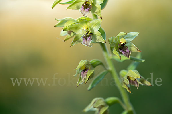 Breitblättrige Sitter sspec. (Epipactis helleborine sspec. Tremolsii)