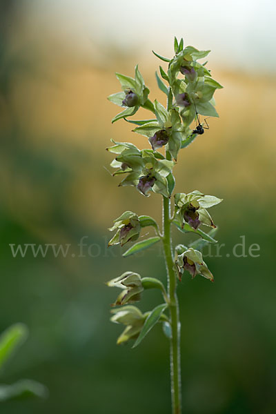 Breitblättrige Sitter sspec. (Epipactis helleborine sspec. Tremolsii)