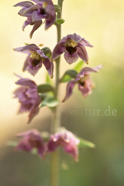 Breitblättrige Sitter sspec. (Epipactis helleborine sspec. Tremolsii)