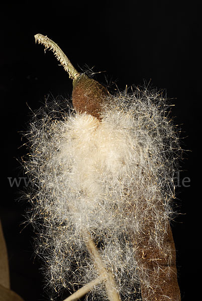 Breitblättriger Rohrkolben (Typha latifolia)