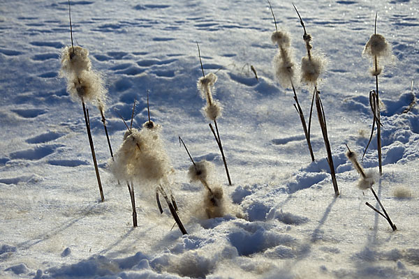 Breitblättriger Rohrkolben (Typha latifolia)