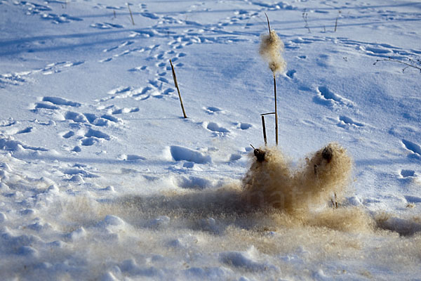 Breitblättriger Rohrkolben (Typha latifolia)