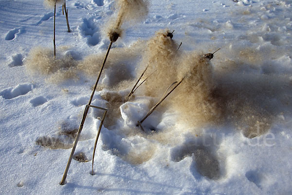 Breitblättriger Rohrkolben (Typha latifolia)