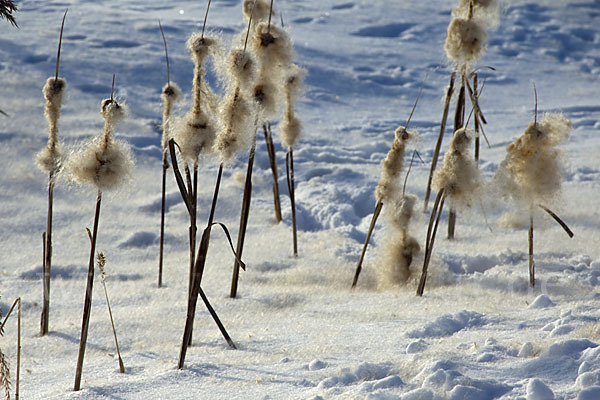 Breitblättriger Rohrkolben (Typha latifolia)