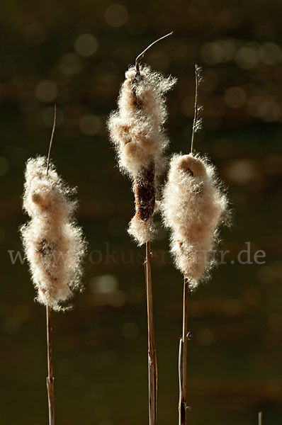 Breitblättriger Rohrkolben (Typha latifolia)