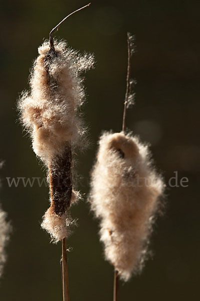 Breitblättriger Rohrkolben (Typha latifolia)