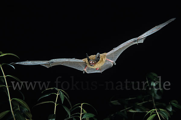 Breitflügelfledermaus (Eptesicus serotinus)