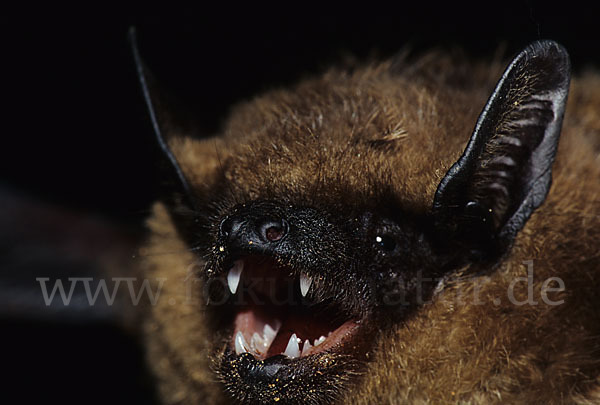 Breitflügelfledermaus (Eptesicus serotinus)