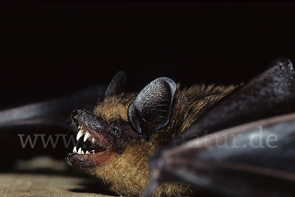 Breitflügelfledermaus (Eptesicus serotinus)