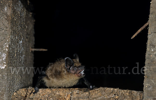 Breitflügelfledermaus (Eptesicus serotinus)