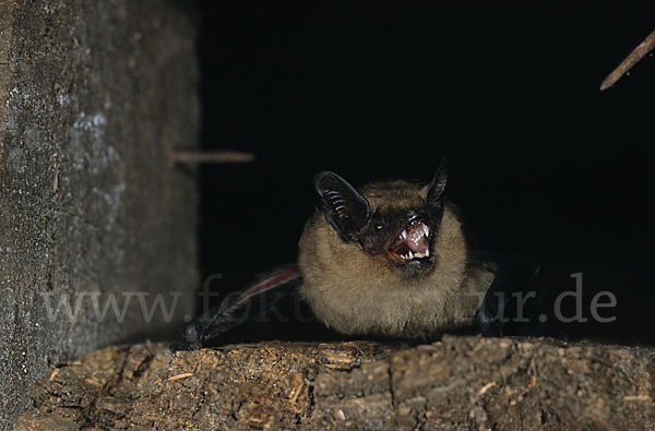 Breitflügelfledermaus (Eptesicus serotinus)